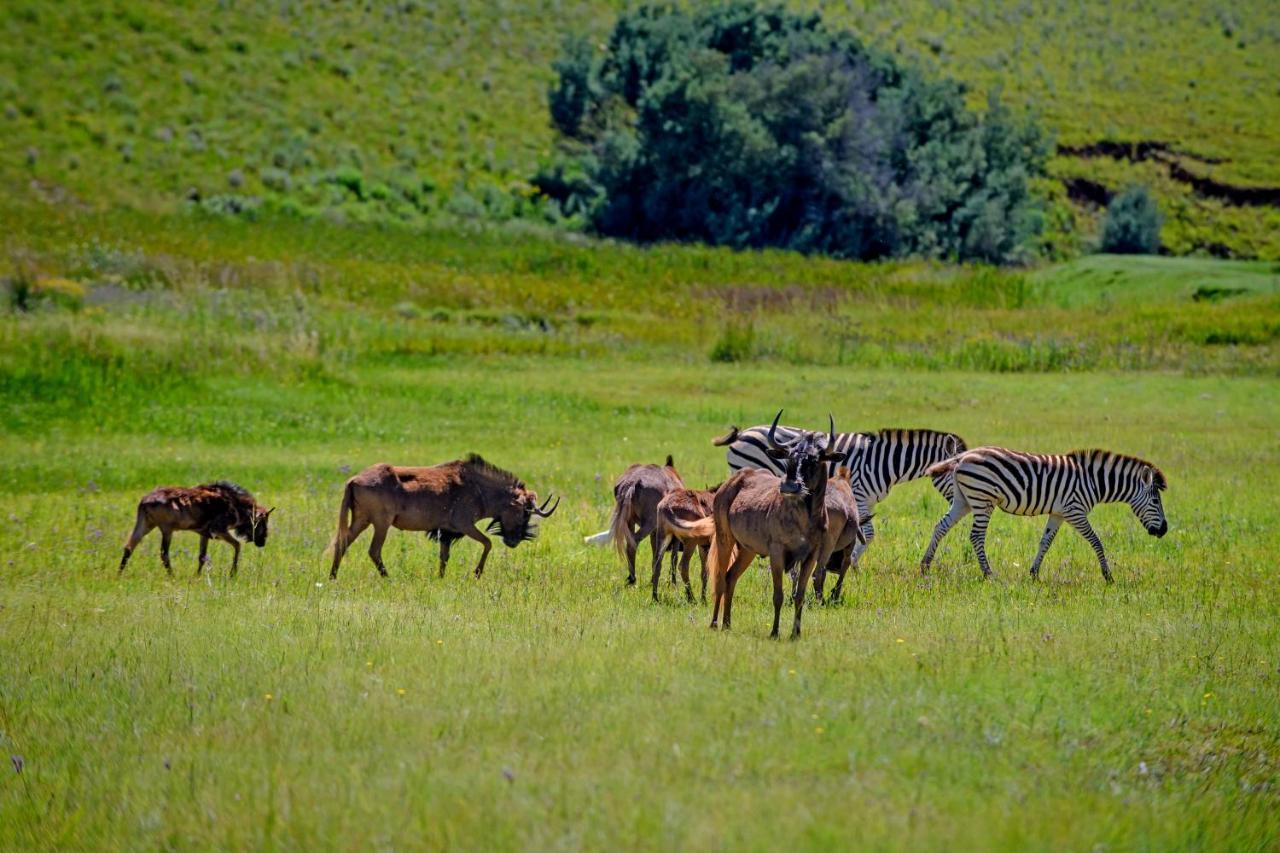 Remi Lodge Dullstroom Dış mekan fotoğraf