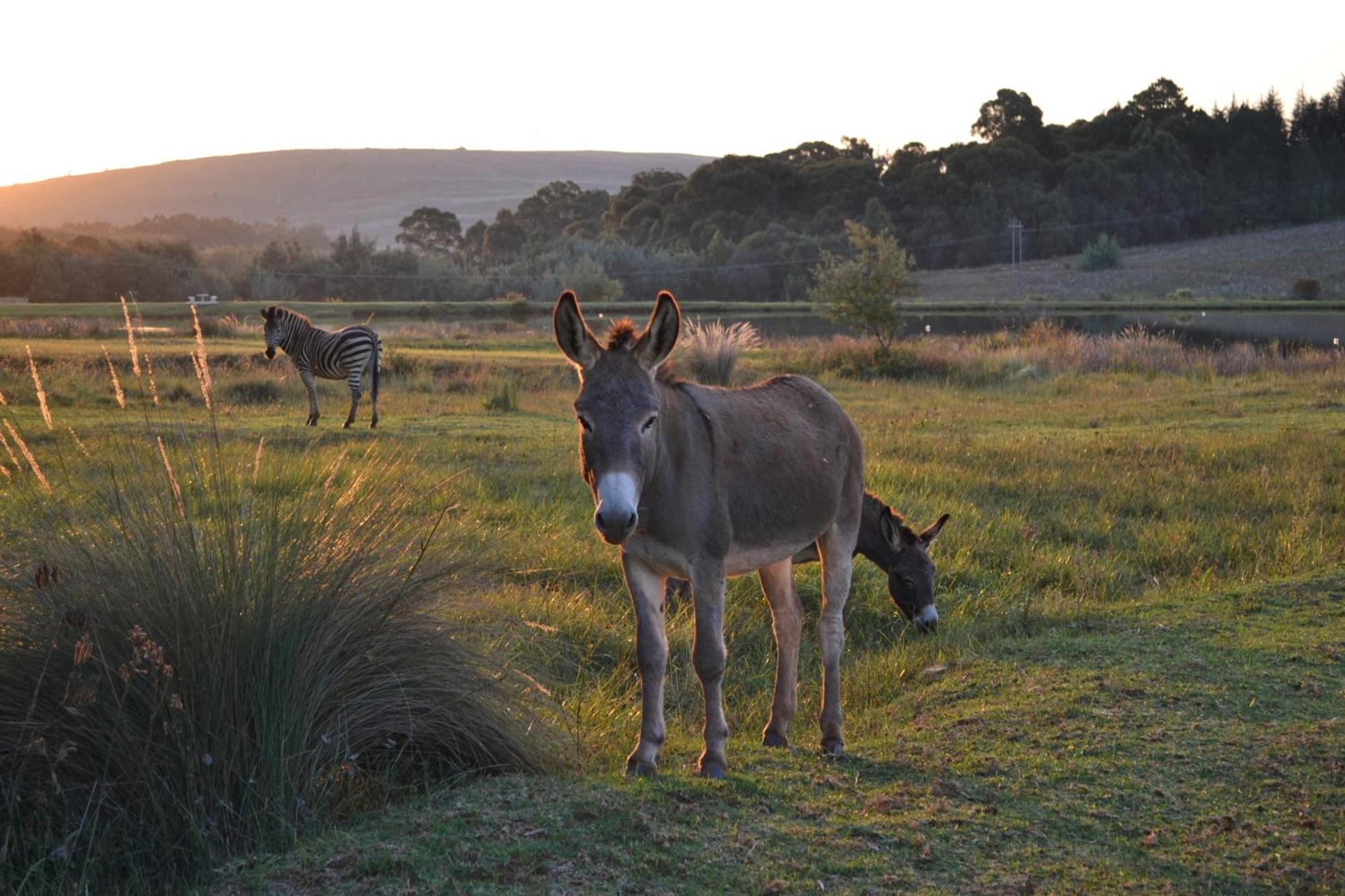 Remi Lodge Dullstroom Dış mekan fotoğraf