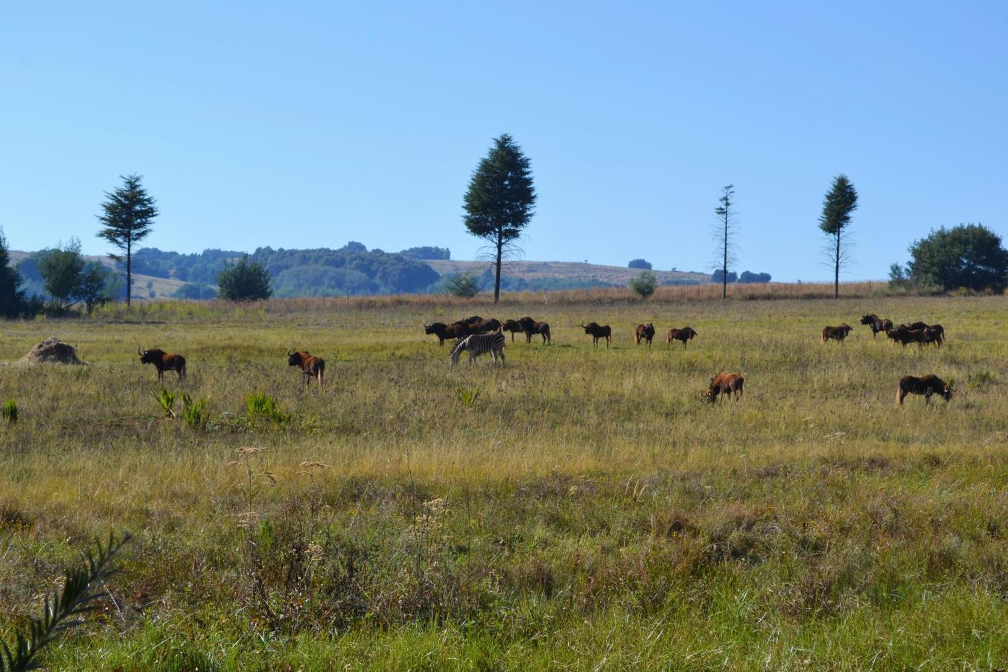 Remi Lodge Dullstroom Dış mekan fotoğraf