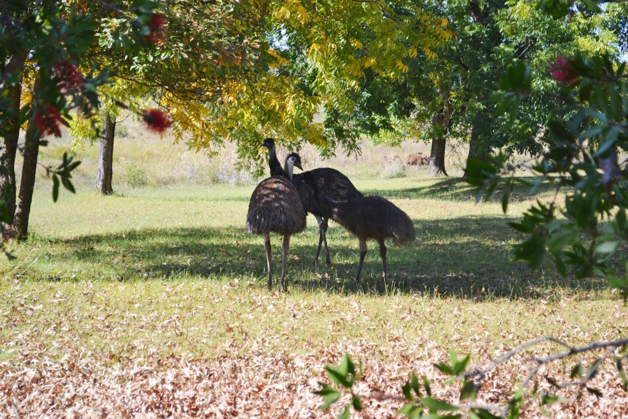 Remi Lodge Dullstroom Dış mekan fotoğraf