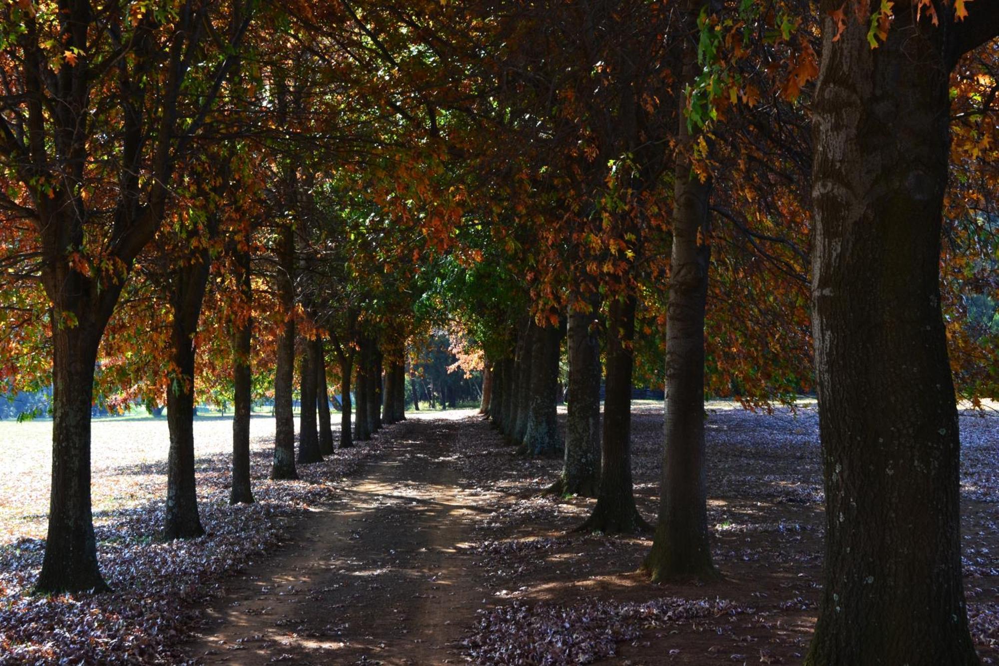 Remi Lodge Dullstroom Dış mekan fotoğraf